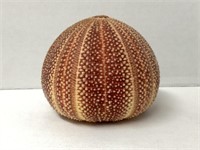 Dried Sea Urchin