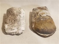 Two Baculite Fossils from Colorade