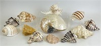 Selection of Sea Shells