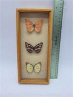 butterfly entomology display