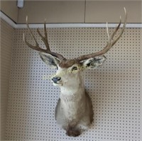 4x4 Mule Deer Mount