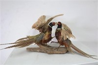 Mounted Ring Necked Fighting Pheasants