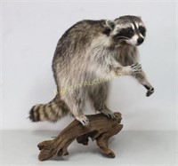 Raccoon Full Body Mount On Wood Base