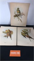 Vintage Bird Print Lot
