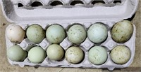 Ancona 1 Dozen Fertile Eggs. Blue eggs!
