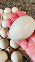 Muscovy 1 dozen fertile eggs