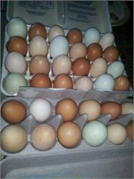 Chicken Eggs. 1 dozen. Unwashed/Unrefrigerated