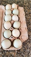 1 dozen XL Duck Eggs for eating.