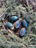 Lot of 1 Fertile Emu Egg