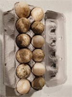 Dozen fertile duck eggs