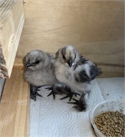Lot of Two Grey Silkie Chicks