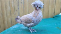 Buff Laced Polish Hen