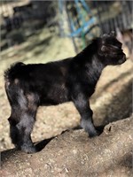 Nigerian Dwarf Goat kid