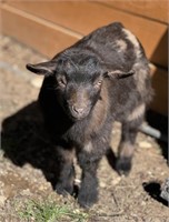 Nigerian Dwarf Goat Kid