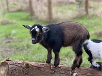 Nigerian Dwarf Goat Kid-Wether