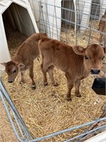 Jersey bottle bull calf 4 days old