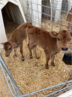 Jersey bottle bull calf two weeks old