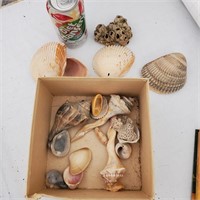 Box of Sea Shells - scallop, conch, Barnacles