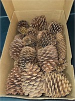 Pine Cones (Garage)