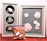 Sea Shell and Coral Shadow Boxes