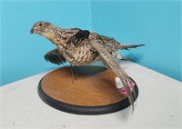 TAXIDERMIED Ruffed Grouse (Bonasa Umbellus)