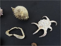 Lot of Assorted Seashells and Marine Life