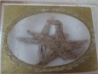 Two Small Dried Starfish