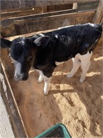 Holstein heifer - Free Martin - Bottle Baby