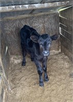 Angus cross heifer - Weaned - 2 months old
