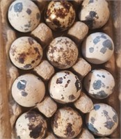 Quail eggs fertile 1 dozen