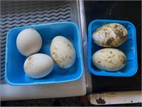 Lot of 5 Goose Hatching Eggs