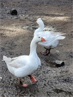 Young Mating Pair Sebastopol Geese