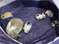 Holland lop doe with 6 babies