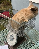 Holland lop doe might be pregnant