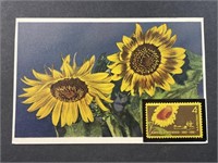 Vintage Kansas State Flower Postcard with Stamp