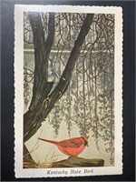 Vintage State Bird of Kentucky Postcard