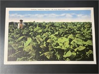 Vintage Tobacco Field in Kentucky Postcard