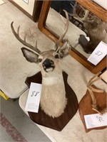 8 point deer Mount