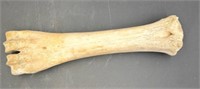 Rare Animal Fossil Bone