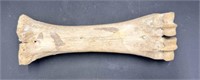 Rare Animal Fossil Bone