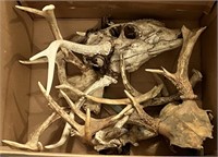 Whitetail Deer Antlers/Skulls