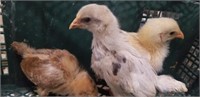 Lot of 3 - 3 week old chicks
