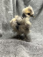 Fluffy Adorable Show Girl Chick!