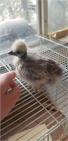Showgirl silkie chick