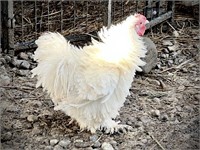 Sweet Pet Frizzle Rooster