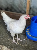 Young White Leghorn Roo