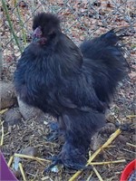 Silky rooster
