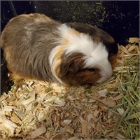 Long hair male guinea pig