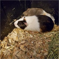 Male guinea pig