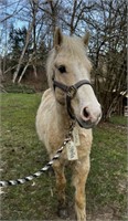Leo - Welshman pony cross - 4yrs old - Gelding
